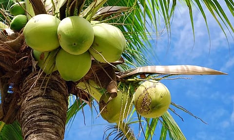 இன்று உலக தென்னை தினம்
