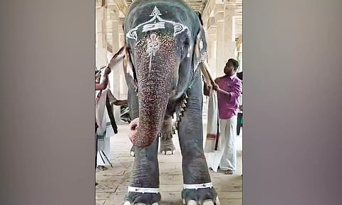 ஆதிகும்பேஸ்வரர் கோவில் யானைக்கு ரூ.2 லட்சத்தில் வெள்ளி கொலுசுகள்