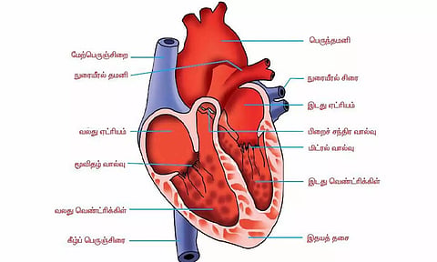 உலக இதய தினம்- இதயத்தின் முக்கிய பணிகள்