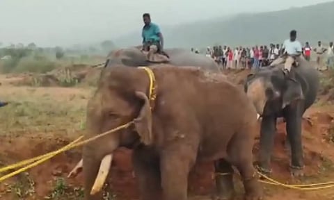 பொதுமக்களை அச்சுறுத்திய ரோலக்ஸ் காட்டு யானை பிடிபட்டது