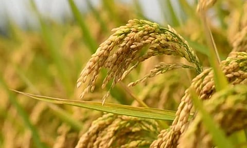 சம்பா நெற்பயிர் காப்பீட்டிற்கான காலவரம்பு நவ. 30-ந்தேதி வரை நீட்டிப்பு