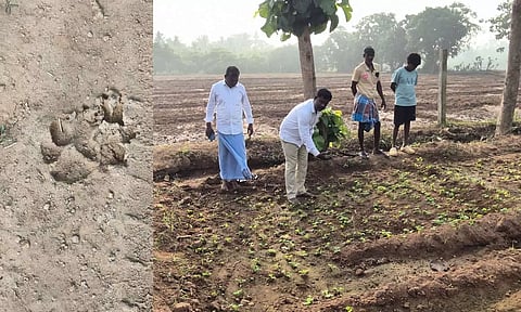 கடலூர் அருகே சிறுத்தை நடமாட்டம்? பொதுமக்கள் பீதி