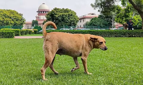 மிகைப்படுத்தப்படும் நாய்க்கடி புள்ளிவிவரங்கள்?  உச்ச நீதிமன்றத்தில் தனியார் தொண்டுநிறுவனங்கள் வாதம்