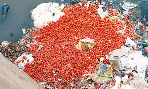 விலை வீழ்ச்சியால் திருப்பூரில் தக்காளிப்பழங்களை ஓடையில் கொட்டும் விவசாயிகள்