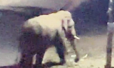 தண்ணீர் தேடி ஊருக்குள் புகுந்த காட்டு யானை