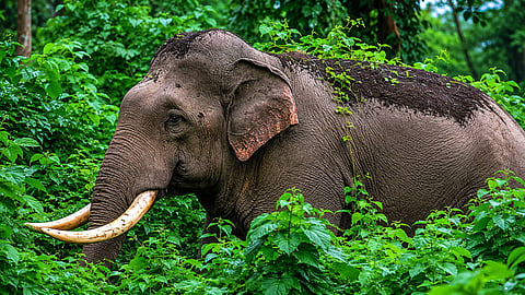 കാട്ടാന ആക്രമണ ഭീതി ഒഴിയാതെ മേപ്പാടി, വീണ്ടും ഒരു മരണം; പ്രഖ്യാപനങ്ങളിലൊതുങ്ങുന്ന സുരക്ഷ