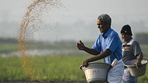 രാജ്യത്ത് പകുതിയിലേറെയും ജില്ലകളിൽ മഴയിൽ വൻ കുറവ്, നെല്‍ക്കൃഷിക്ക് കനത്ത തിരിച്ചടി; അരിവില പൊള്ളുമോ?