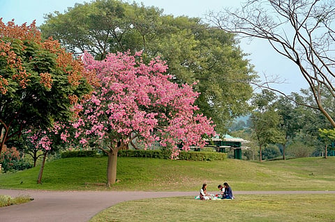 Spring Season