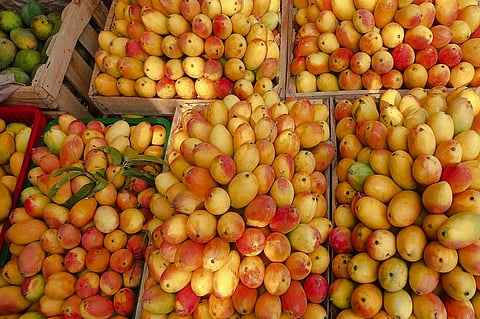 Mango in Northern Territory