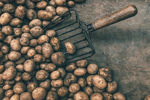 potato.