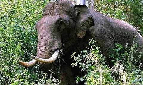 വയനാട് തിരുനെല്ലിയില്‍ കാട്ടാന ആക്രമണം; മധ്യവയസ്‌ക കൊല്ലപ്പെട്ടു