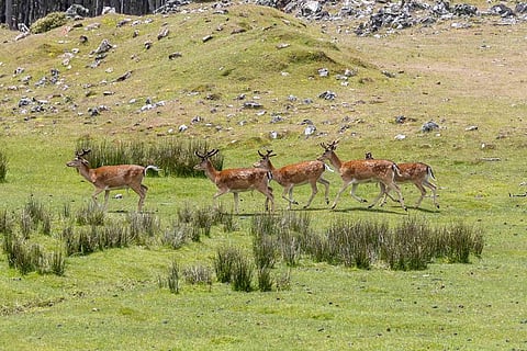 Tasmania Faces Pressure to Act on Exploding Deer Population
