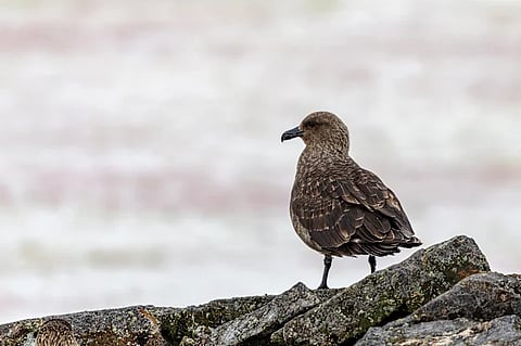 ഓസ്‌ട്രേലിയയിൽ H5N1 പക്ഷിപ്പനി സ്ഥിരീകരിച്ചു