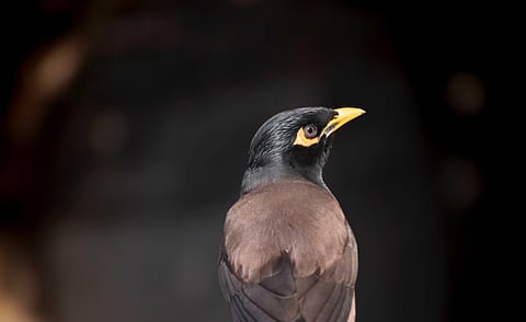 ഇന്ത്യൻ മൈന