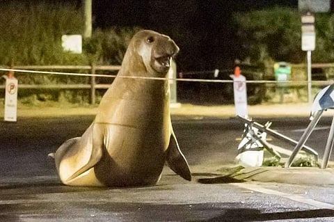 Neil the Seal