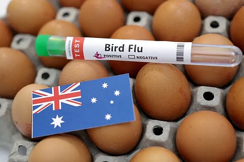 ഓസ്‌ട്രേലിയയിൽ H5N1 പക്ഷിപ്പനി കൂടുതൽ വ്യാപിക്കുമെന്ന് മുന്നറിയിപ്പ്