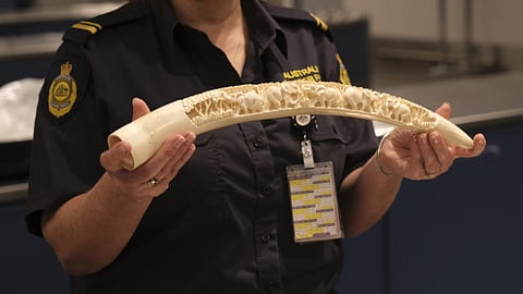 Elephant ivory 