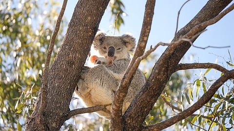 പതിറ്റാണ്ടുകളുടെ പോരാട്ടത്തിന് വിജയം; ന്യൂ സൗത്ത് വെയിൽസിൽ ഗ്രേറ്റ് കോല നാഷണൽ പാർക്ക് നിലവിൽ വന്നു
