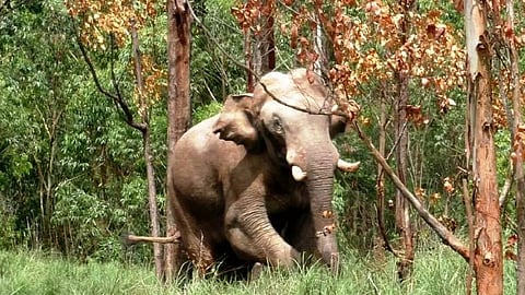 ഇടുക്കിയിൽ വീണ്ടും ചക്കക്കൊമ്പന്‍റെ വിളയാട്ടം; തൊഴിലാളികളുടെ വാഹനം തകർത്തു