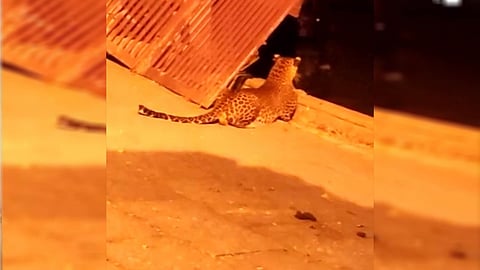 പമ്പയിൽ പുലിയും ആനകളും വിഹരിക്കുന്നു; 6 നായ്ക്കളെ പുലി പിടിച്ചു 