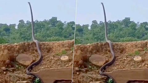 ന്താടാാ..??;  രാജവെമ്പാല 'എഴുന്നേറ്റ്' നിൽക്കുന്നു; വൈറലായി വീഡിയോ 
