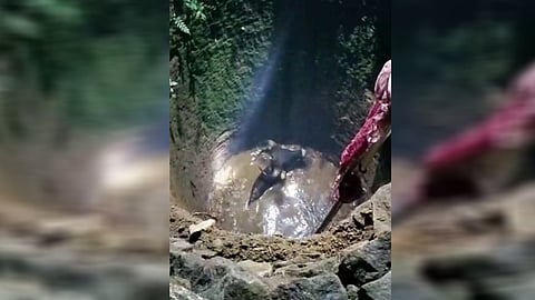കാഞ്ഞിരപ്പള്ളി ഇടക്കുന്നത്ത് സ്വകാര്യ കിണറ്റിൽ കാട്ടു പോത്ത് വീണു
