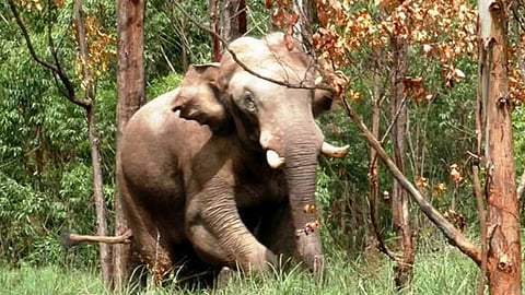 അരിക്കൊമ്പനെ മയക്കുവെടിവയ്ക്കാൻ ഉത്തരവായി