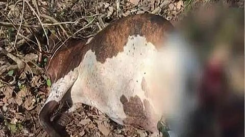 മലമ്പുഴയിൽ  വീണ്ടും പുലിയുടെ ആക്രമണം; 2 പശുക്കളെ കൊന്നു 