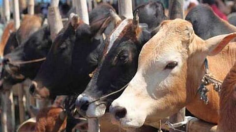 പശുവിനെ കെട്ടിപ്പിടിക്കേണ്ടതില്ല: കൗ ഹഗ് ഡേ ഉത്തരവ് പിന്‍വലിച്ചു