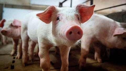 African swine fever confirmed in Kalady Ernakulam