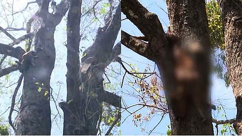അതിരപ്പിള്ളിയിൽ പുലി പശുവിനെ കൊന്നു; ജഡം കണ്ടെത്തിയത് കശുമാവിന്‍റെ മുകളിൽ 