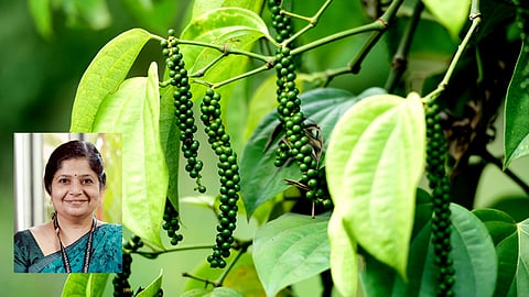 കു​രു​മു​ള​ക് ചെ​ടി​ക​ളി​ല്‍ ഡി​ഫ​ന്‍സ് പ്രൈ​മി​ങ്; പുതിയ ക​ണ്ടെ​ത്ത​ലു​മാ​യി ആ​ര്‍ജി​സി​ബി ശാ​സ്ത്ര​ജ്ഞ​ര്‍ 