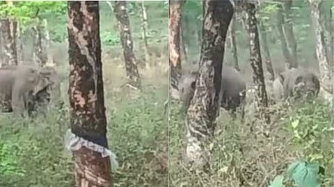 പുതുക്കാട് എസ്റ്റേറ്റിൽ കാട്ടാനക്കൂട്ടം; ടാപ്പിങ് നടത്താനാവാതെ തൊഴിലാളികൾ