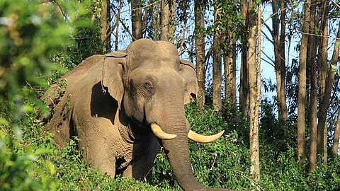 മൂന്നാറിൽ കെഎസ്ആർടിസി ബസിന് നേരെ 'പടയപ്പ'യുടെ ആക്രമണം