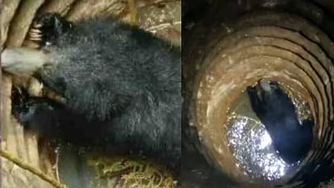 രക്ഷാദൗത്യം പരാജയം; കിണറ്റിൽ വീണ കരടി ചത്തു