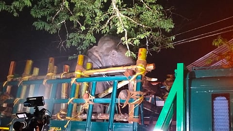 ഇനി പുതിയ കാട് : അരിക്കൊമ്പനെ പെരിയാർ വന്യജീവി സങ്കേതത്തിൽ തുറന്നുവിട്ടു