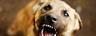 Supreme Court on mercy killing stray dogs