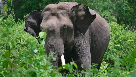 woman dies in wild elephant attack