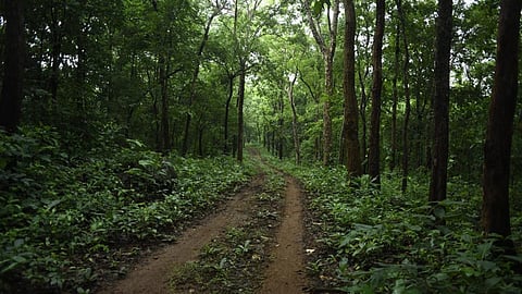 Case filed against youths who entered the forest