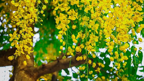 
Vrindavan Kairali Cultural Association will prepare a kani for Vishu