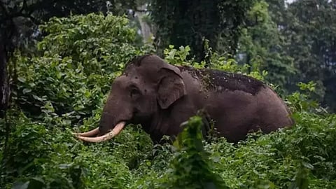 ഓപ്പറേഷൻ അരിക്കൊമ്പൻ: മോക് ഡ്രിൽ ഉടൻ: ആനയെ പെരിയാർ കടുവ സങ്കേതത്തിലേക്ക് മാറ്റിയേക്കും