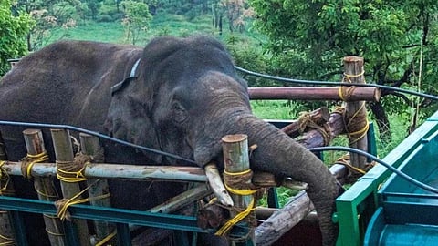 'അരിക്കൊമ്പൻ' ആളെക്കൊല്ലിയെന്ന നുണ പ്രചരണത്തിനു പിന്നിൽ ആര്?