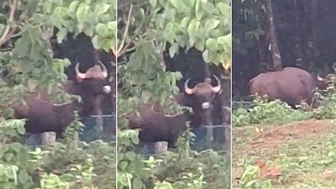 കാട്ടുപോത്തിന്‍റെ വിഹാരം അങ്കമാലി നാട്ടുകാർക്കിടയിൽ ഭീതിപരത്തുന്നു