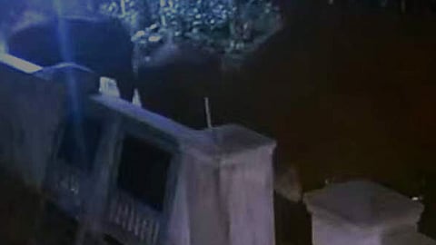 പാലക്കാട് കാട്ടാനക്കൂട്ടത്തിന്‍റെ ആക്രമണത്തിൽ നാട്ടാനയ്ക്ക് പരിക്ക്