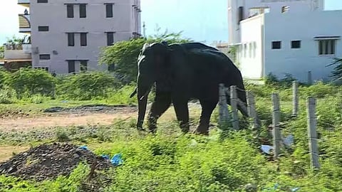 അരിക്കൊമ്പന്‍ കമ്പം ടൗണിൽ; വാഹനങ്ങൾ തകർത്തു; ജനങ്ങൾ ഭീതിയിൽ