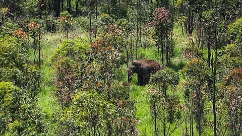 അരിക്കൊമ്പന്‍ ജനവാസ മേഖലയ്ക്കടുത്ത്; നിരീക്ഷണം തുടർന്ന് തമിഴ്‌നാട് വനം വകുപ്പ്