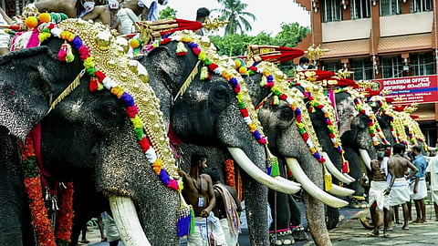 ഉത്സവങ്ങൾക്ക് ആനയെ എഴുന്നള്ളിക്കുന്നതിന് നിയന്ത്രണങ്ങൾ വേണം: ഹൈക്കോടതി