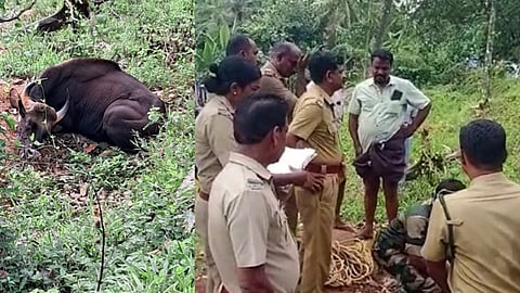 കൊല്ലത്ത് കാട്ടുപോത്തിന്‍റെ കുത്തേറ്റ് പ്രവാസി മരിച്ചു: ദുബായിൽ നിന്നും നാട്ടിലെത്തിയത് കഴിഞ്ഞ ദിവസം