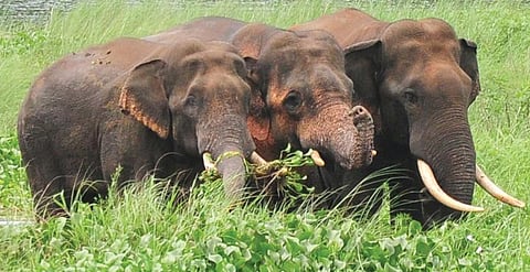 ആനയെ 'വട്ടപ്പേര്' വിളിക്കുന്നതും ശിക്ഷാർഹം
