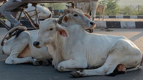 madras-high-court-cow-slaughter-ban-order-stayed-by-supreme-court
